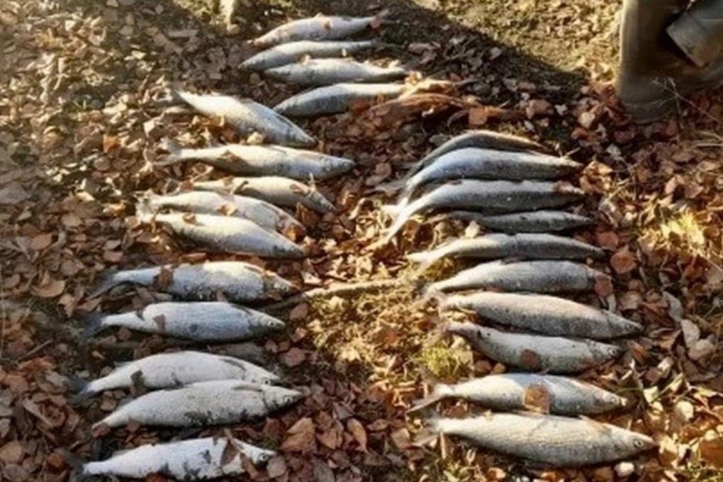 Sigi from Imandra can cost poachers 1 million rubles or 5 years in prison