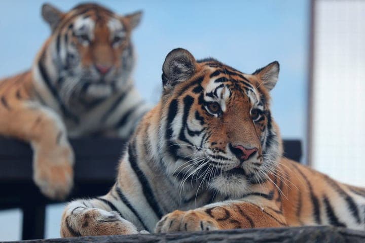 Amur tigers in Kazan zoobotsad doubled their weight in a year