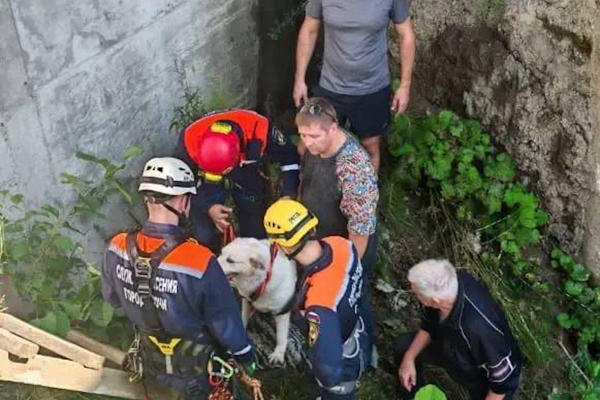 In Sochi, a woman climbed into a pit for a dog, but could not get out herself