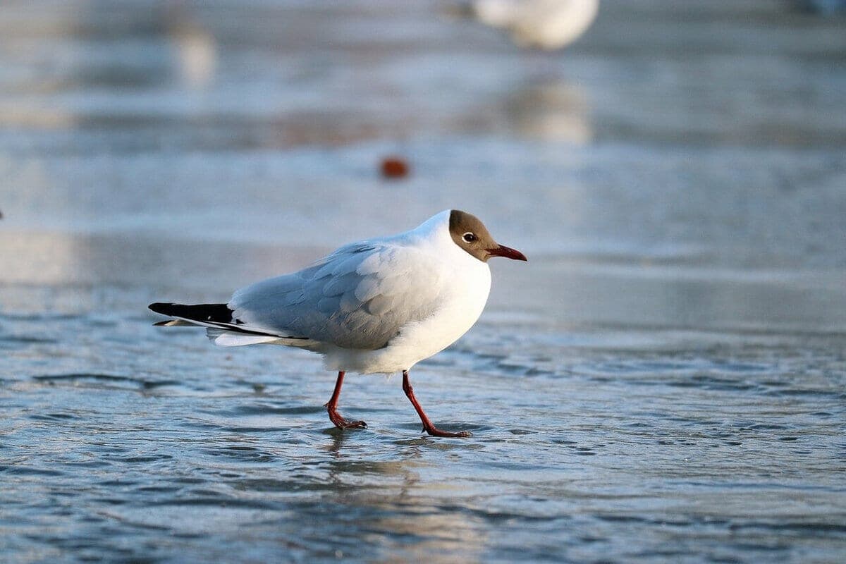Polar terns from NAO overcome up to 70 thousand kilometers to Antarctica