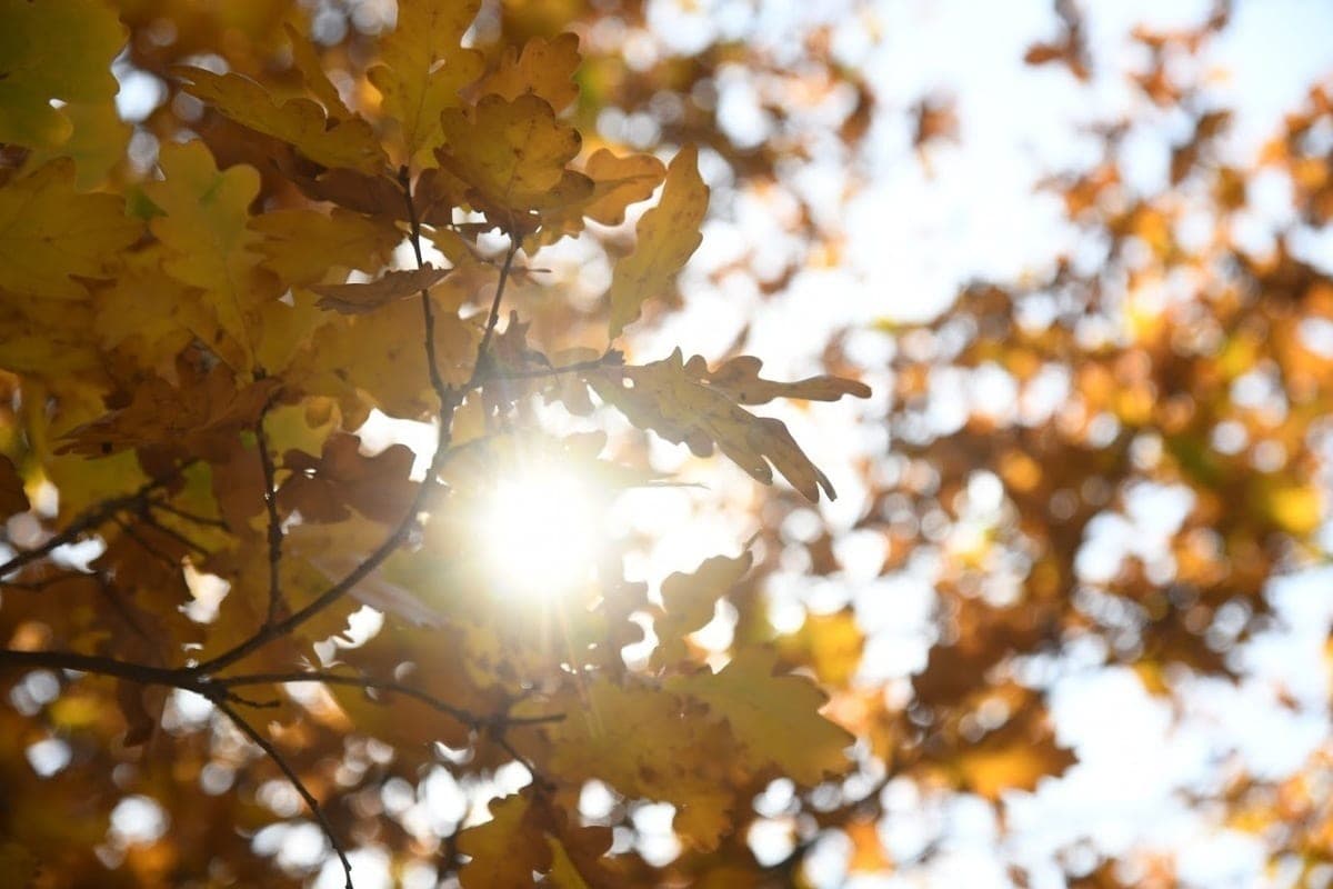 What should not Volgograd residents do on October 12 on the day of Theophanes the Merciful