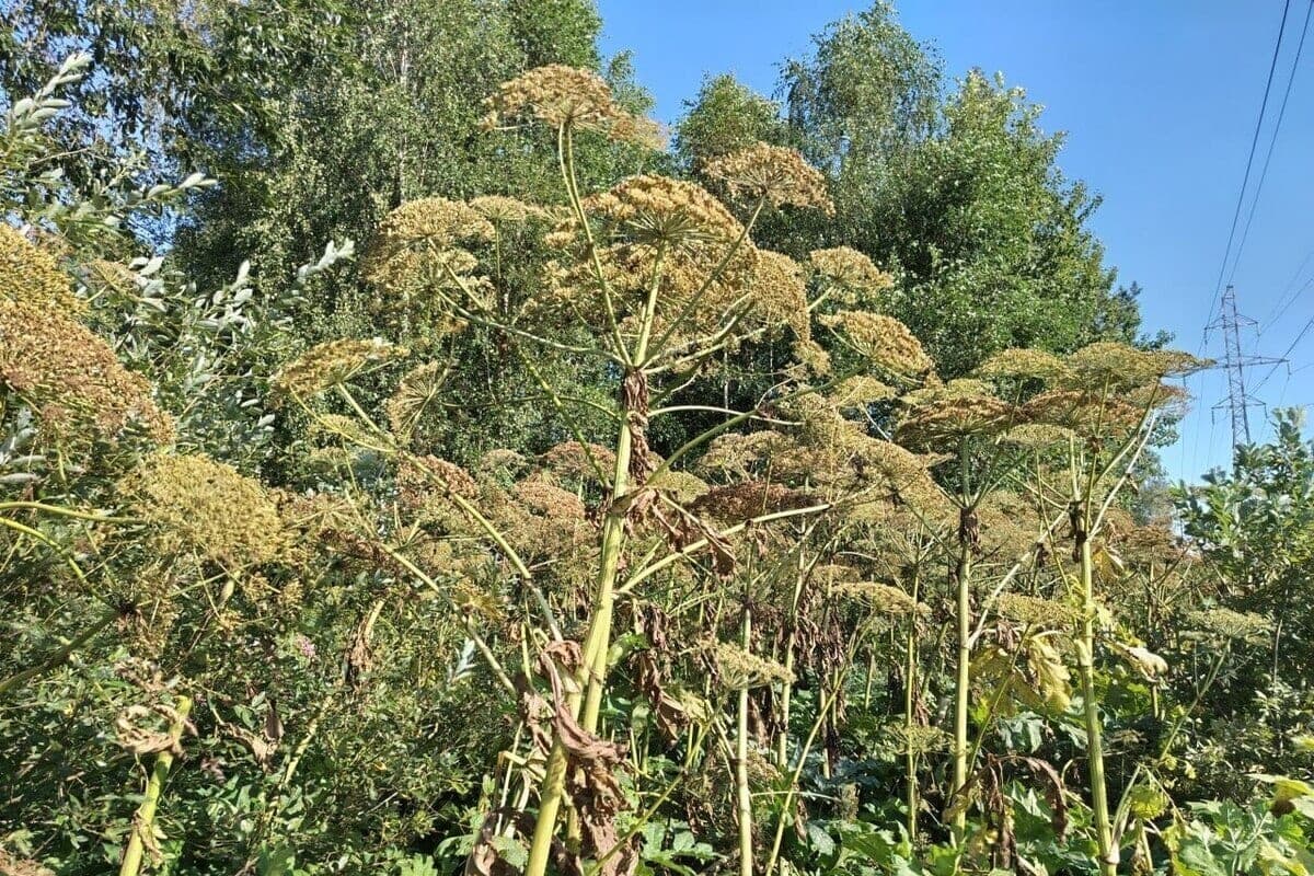 Ein paar lupinen, ein footy, ein hogweed. Bewohner der Kola Arctic erzählten, welche gefährlichen Pflanzen aktiver kämpfen wollen