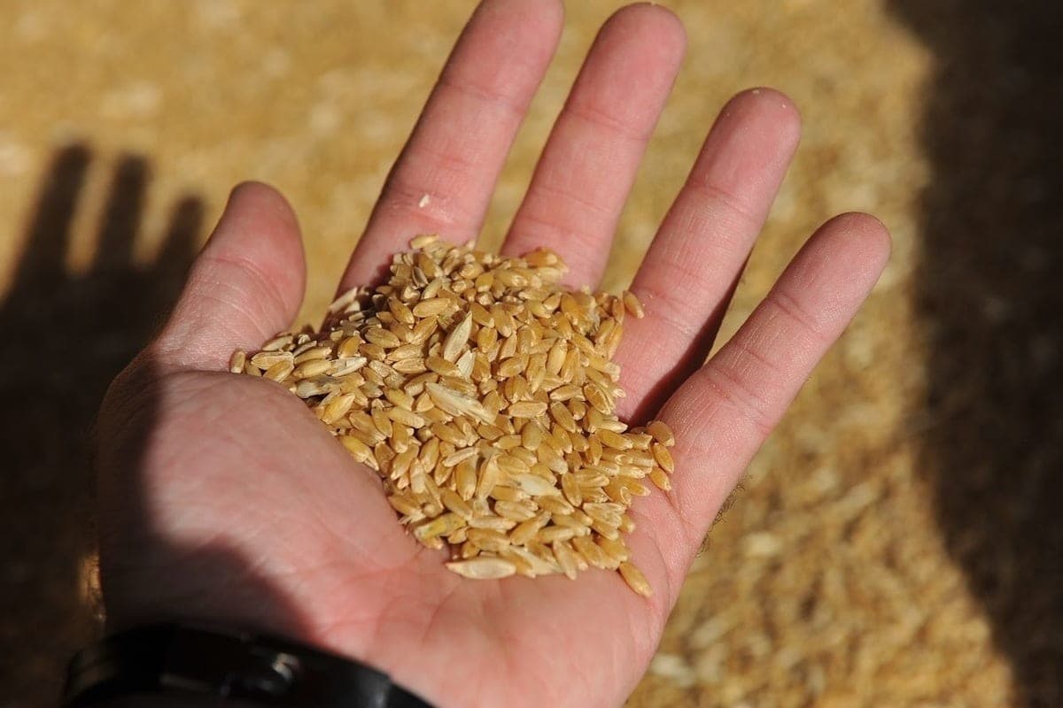 In the Astrakhan region revealed 66 violations when importing grain