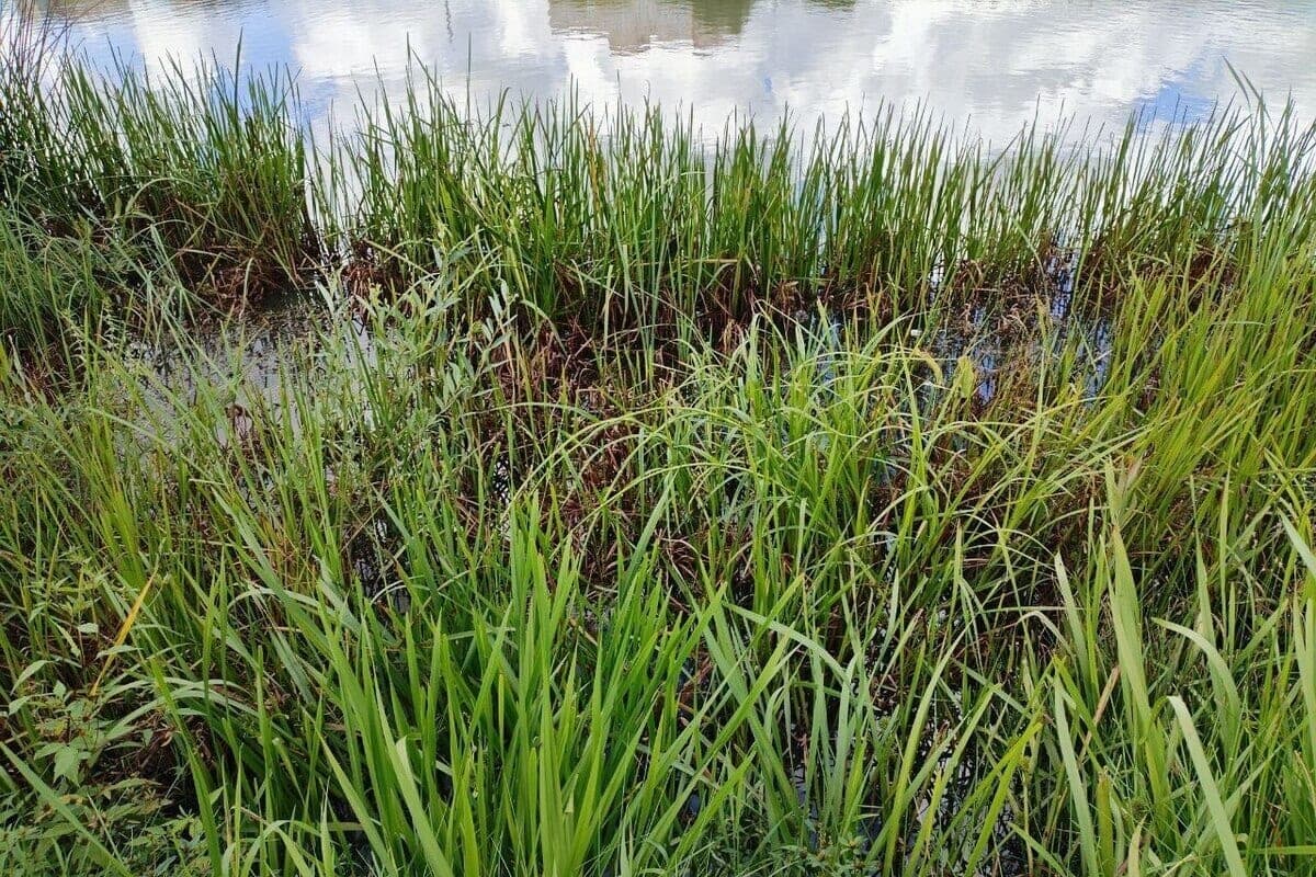 In the Kaliningrad region found 24 thousand sites in the flood zone