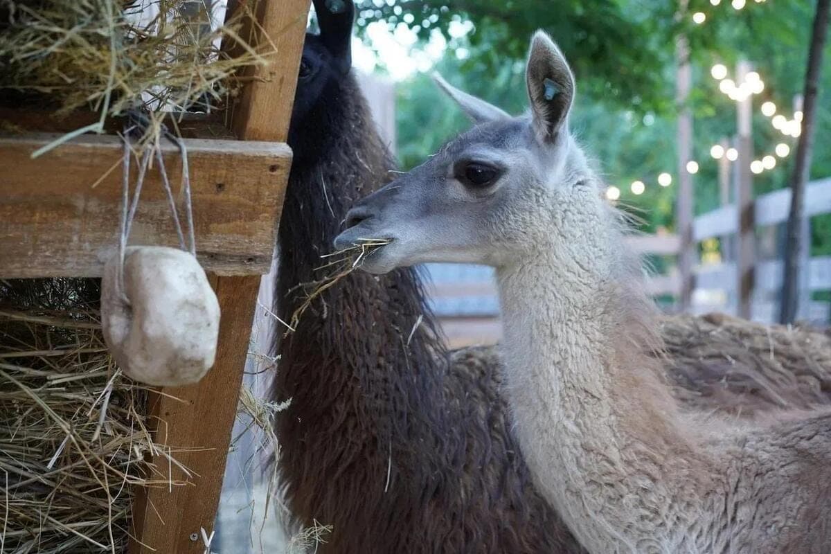 In Volgograd in the village of animals “Alpakovo” are preparing for the winter season
