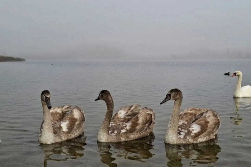 In Izborsk reminded how to feed ducks and swans