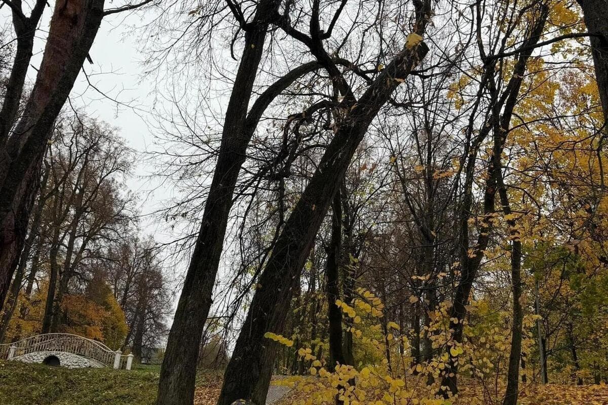 Обнинские власти прокомментировали скандал со старой липой