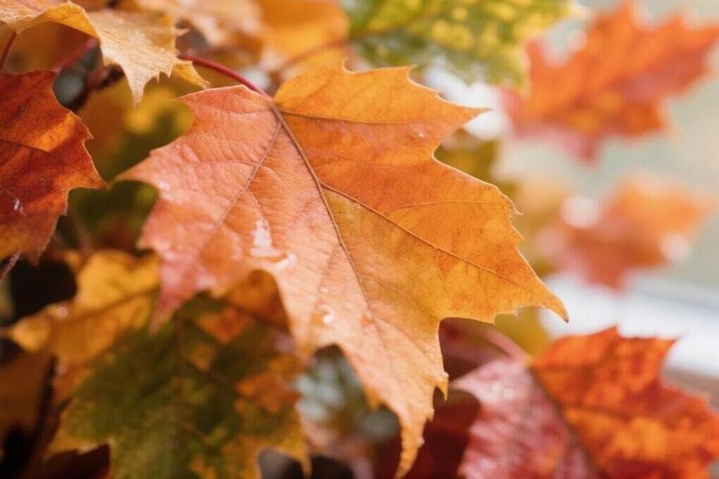 Forecasters have specified the weather forecast in Kursk on Thursday, October 29