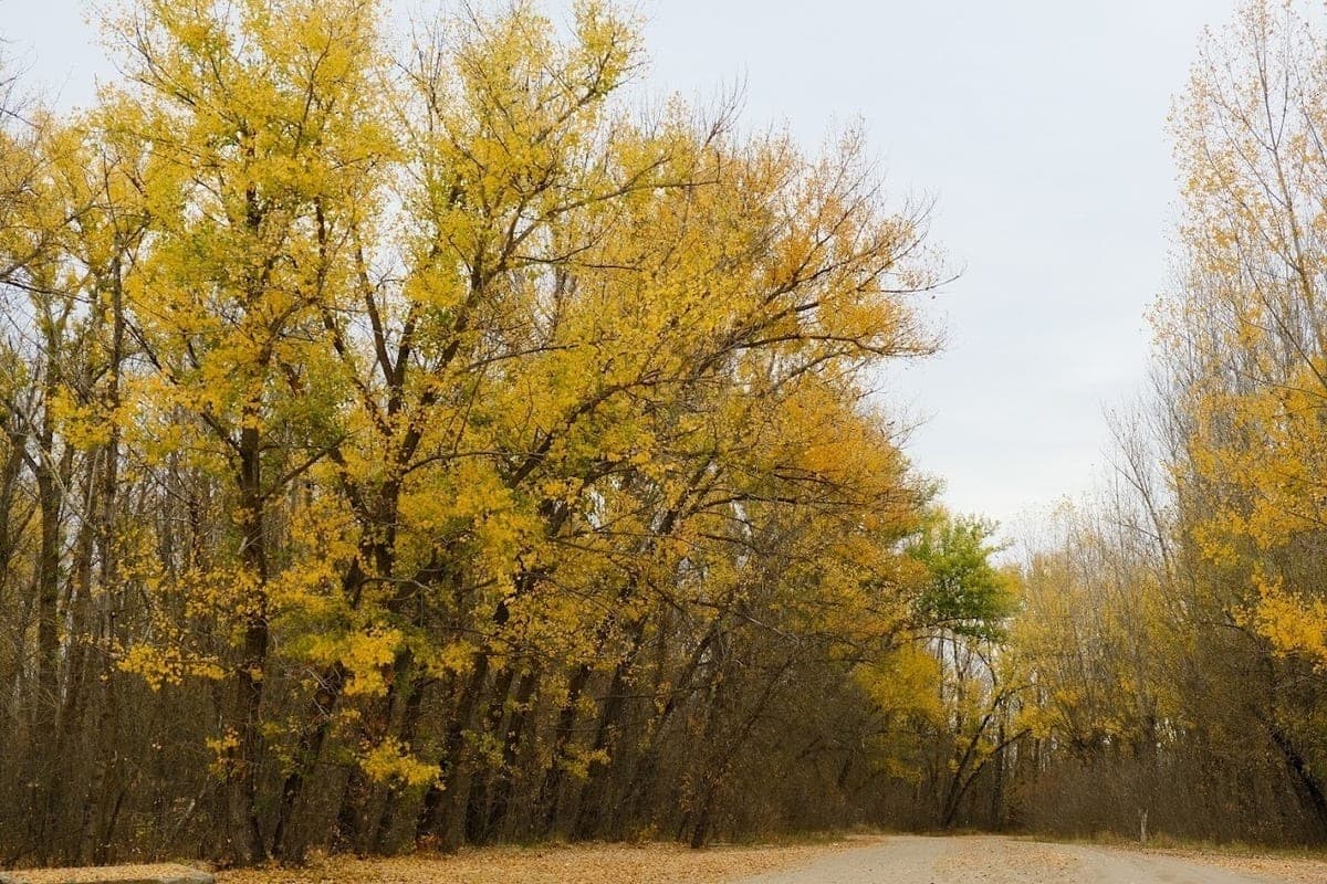 Wind and night frosts up to -7 degrees: what to expect Volgograd residents on October 26