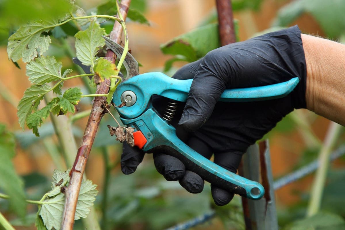 The lady cut off the phalanx of the finger, working in the garden
