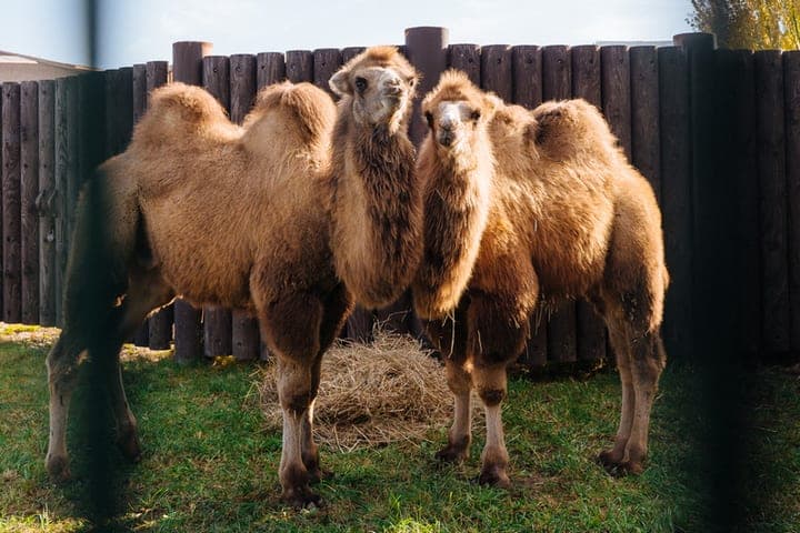 Two camels from Kalmykia settled in Kazan zoobotsad