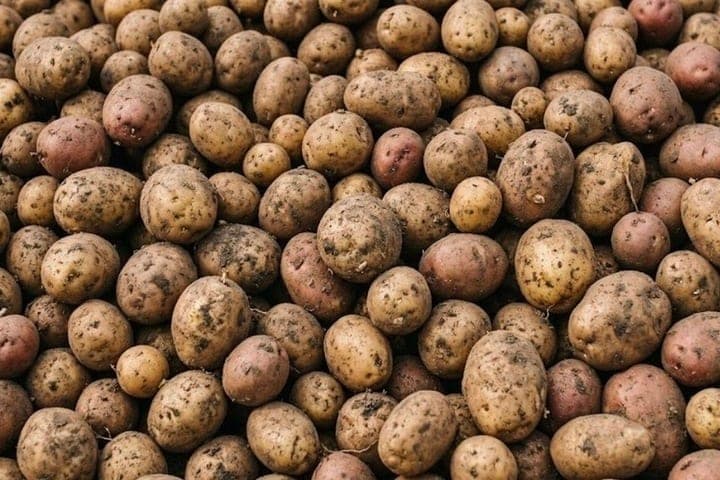 Tambov farmers collected about 110 thousand tons of potatoes
