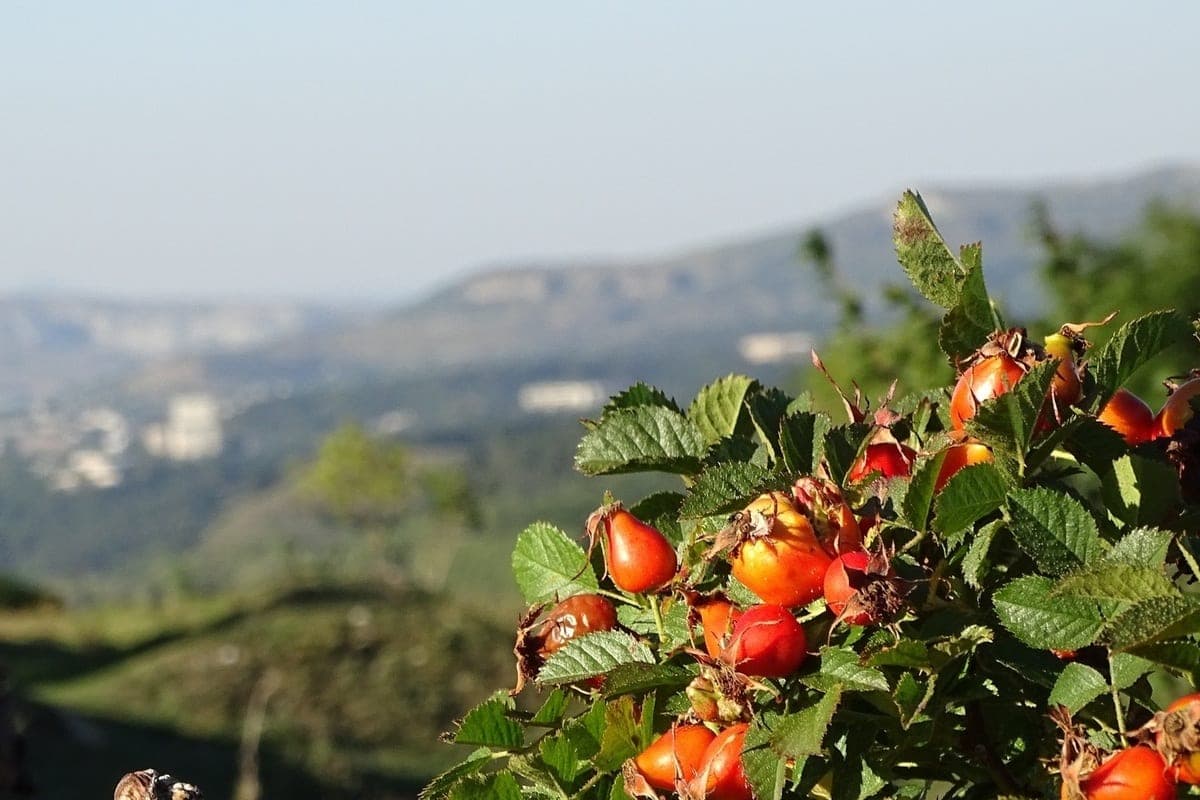 Stavropol Nutriciologist: rosehip is a natural superfood, but with reservations