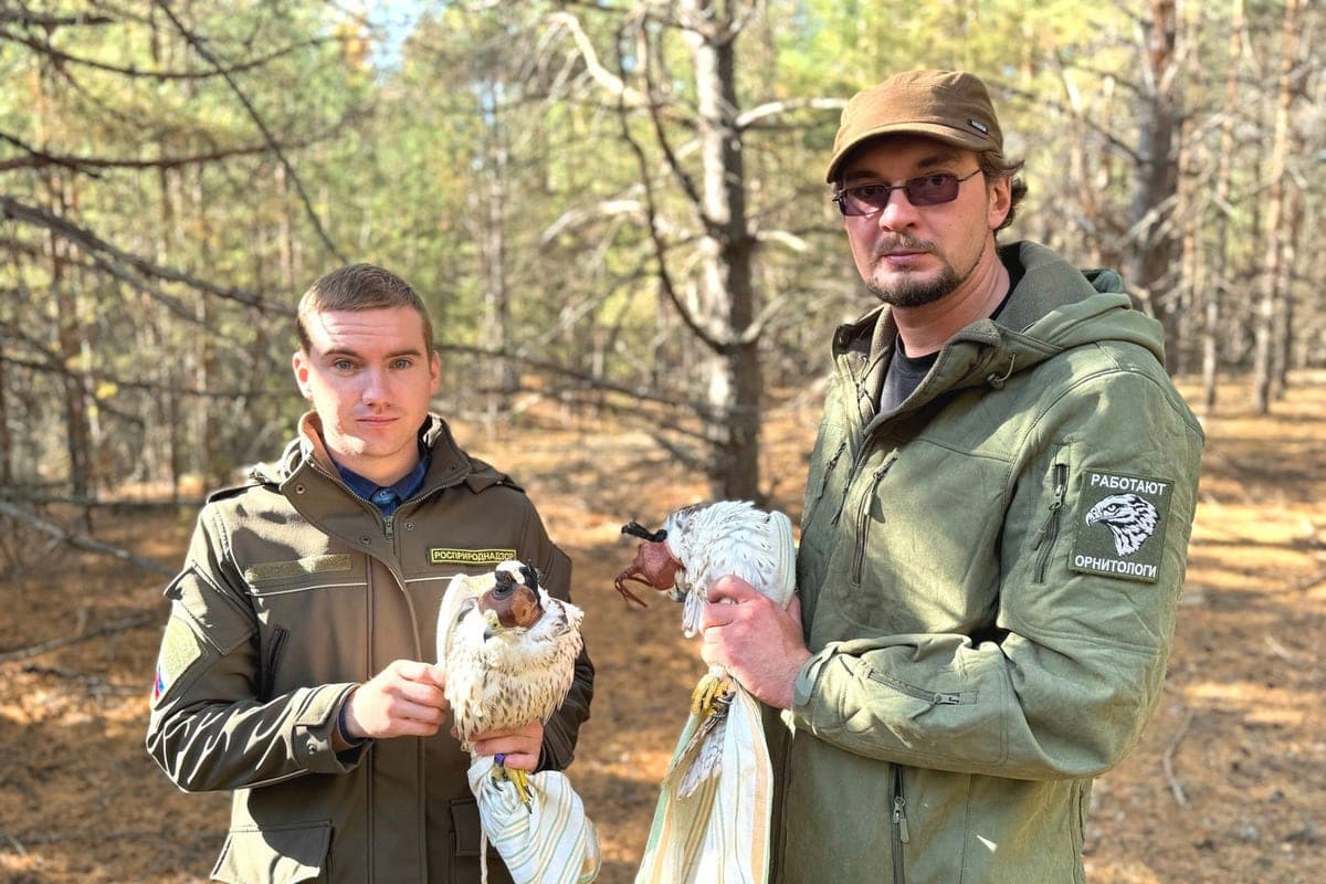 In the Tambov region released into the nature of the next falcon-balobans