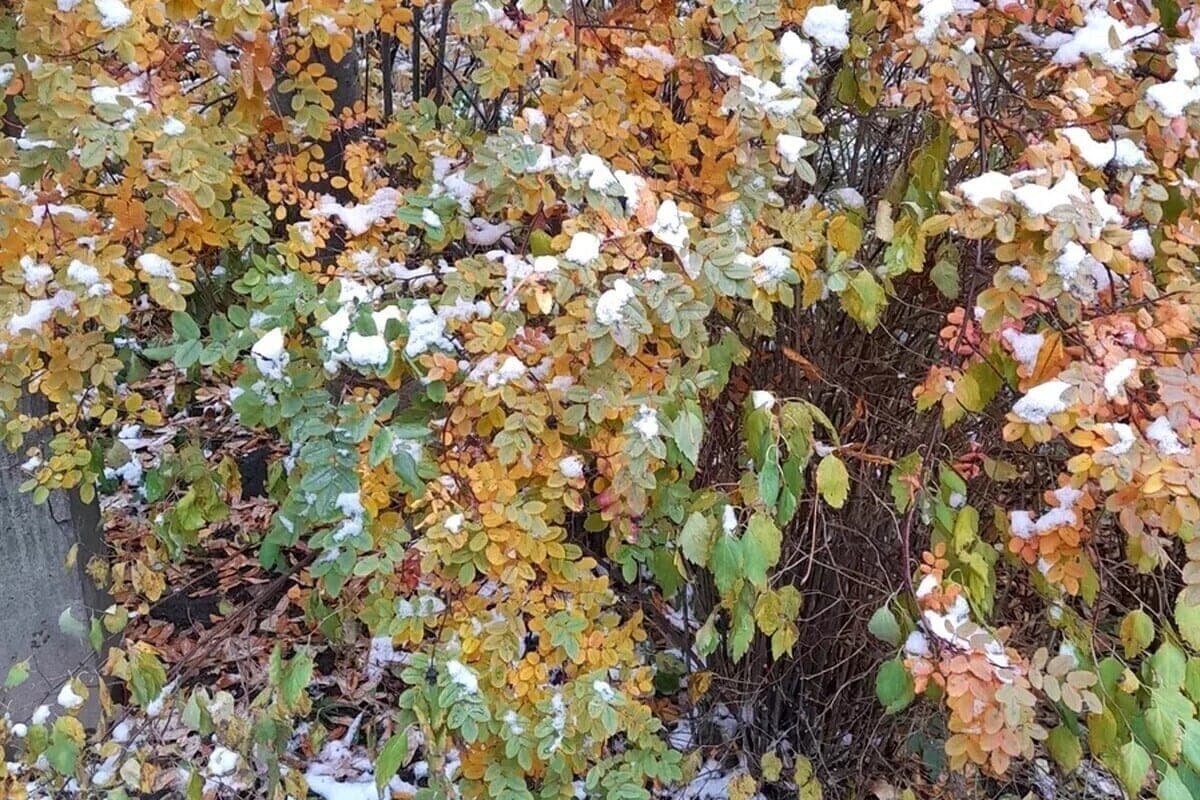Las grúas voladoras y la nieve en el suelo. Qué signos de la naturaleza El 13 de octubre fue considerado un hambre de invierno frío