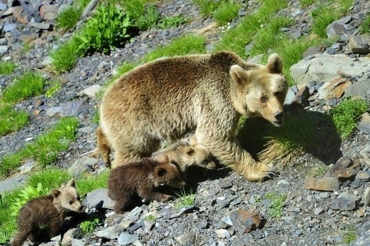 Bears in Sochi are twice as likely to go out to people: what happens to animals