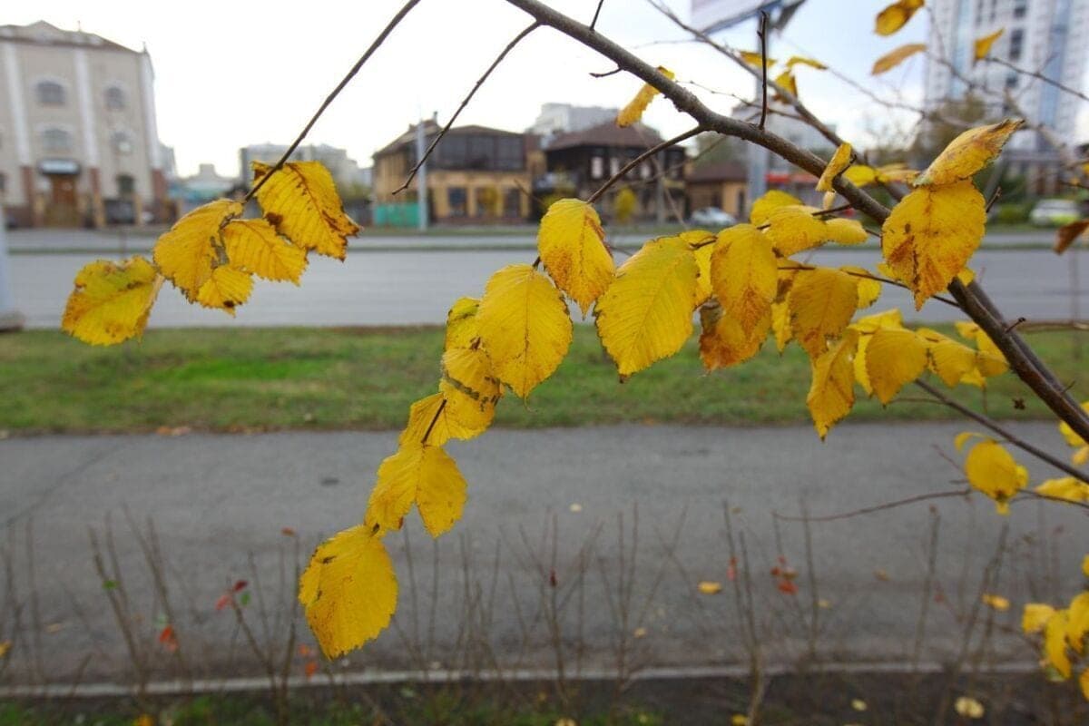 Up to 21 degrees will be on Wednesday in the southern Urals