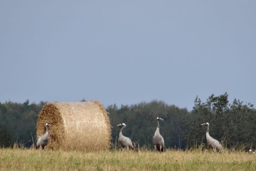 In the Ilyinsky district considered gray cranes