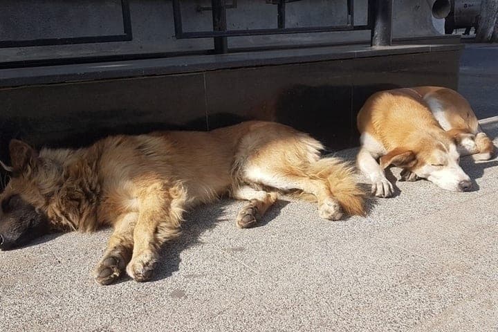 In Saratov caught 888 homeless dogs