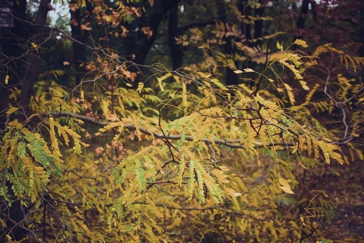 Strong wind will subside in Khakassia on October 11