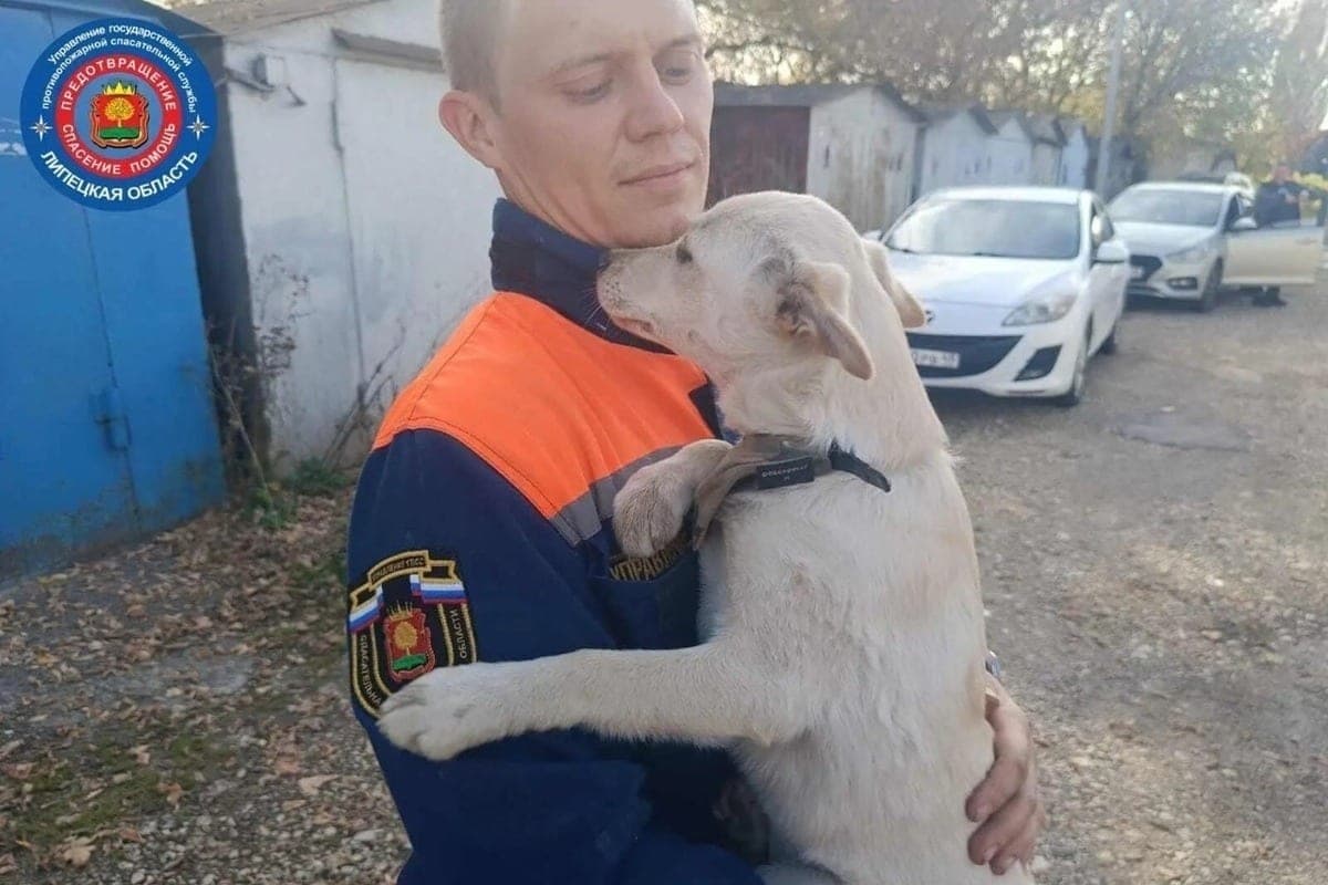In Lipetsk, rescuers rescued the puppy Umka from a metal captivity