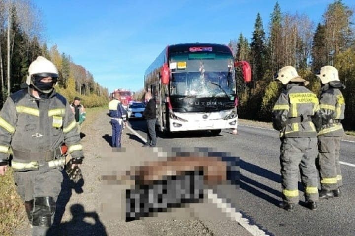 В Карелии рейсовый автобус столкнулся с лосем: животное погибло