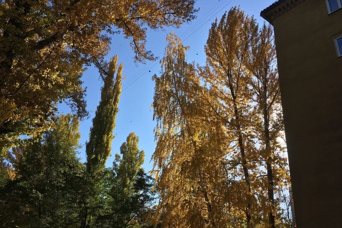 Rain is not expected in Saratov, the wind is strong