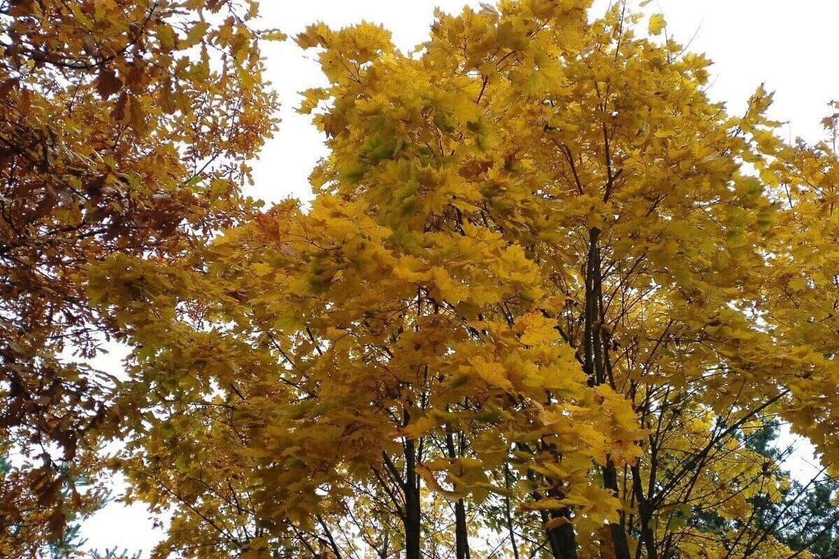 Forecasters promised Leningrad a little rain and up to +12 degrees on October 12