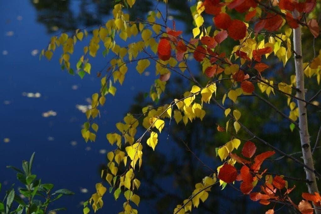 On Saturday in the southern Urals will warm up to +17 degrees