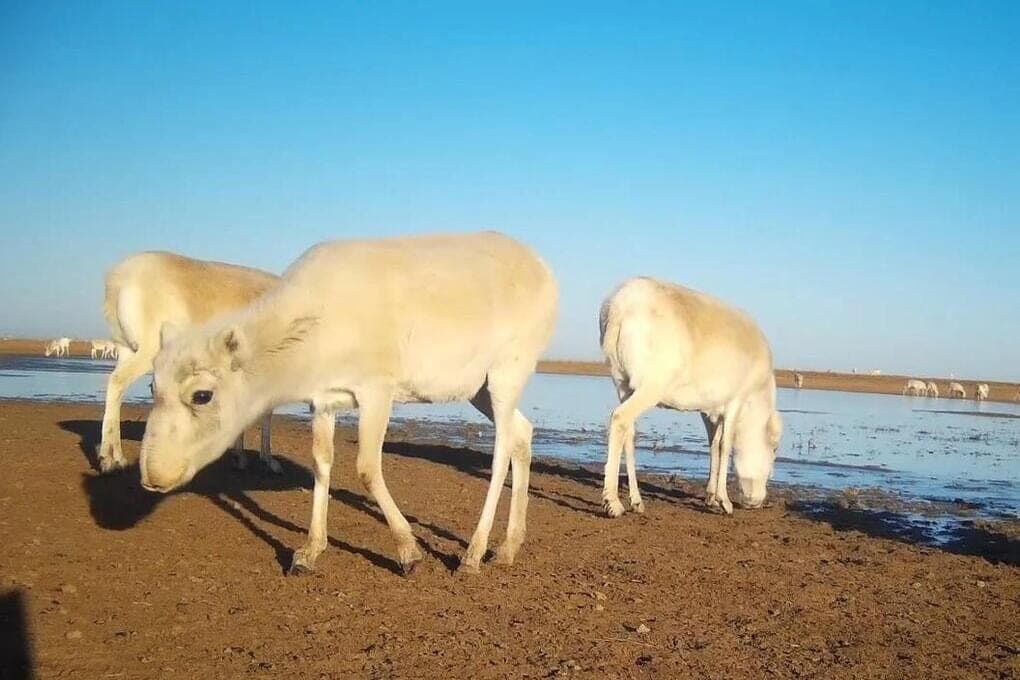 À Kalmykia, avec le soutien du Fonds présidentiel pour la nature, une antilope steppe est sauvée