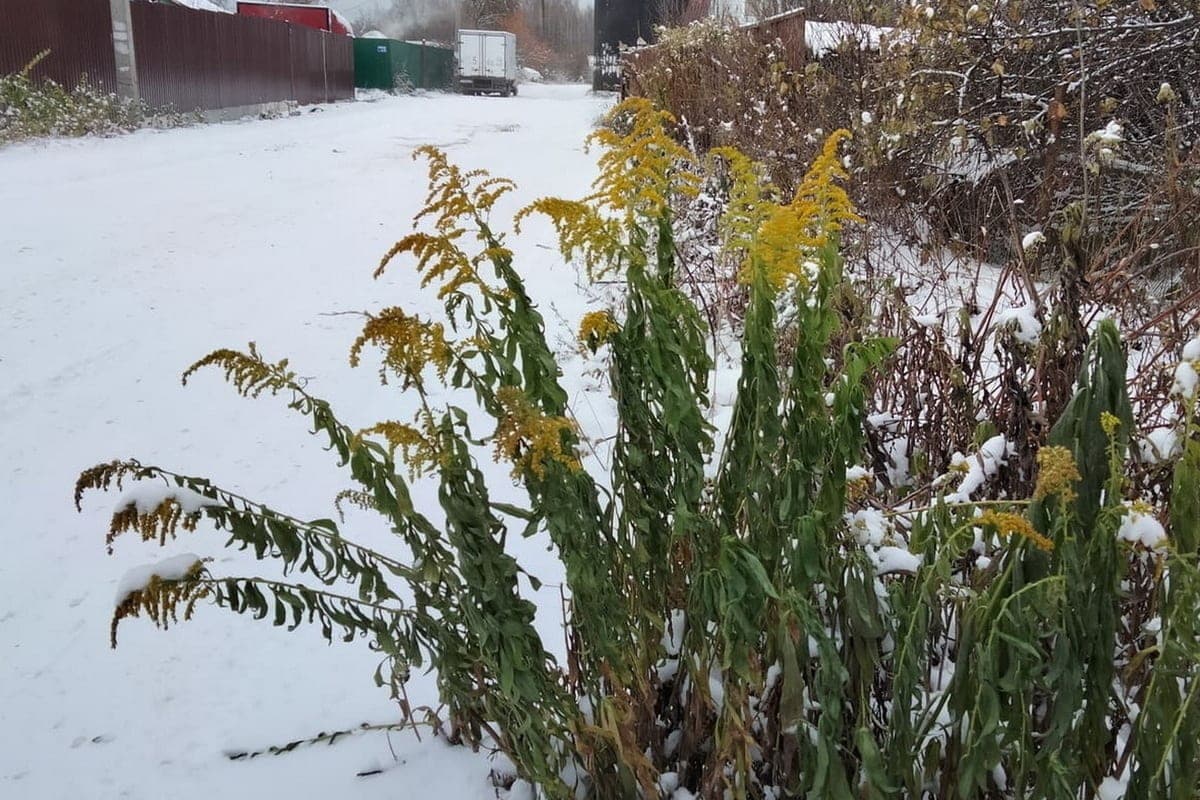 November will be like a terrible dream. Forecasters gave a new forecast for the end of autumn