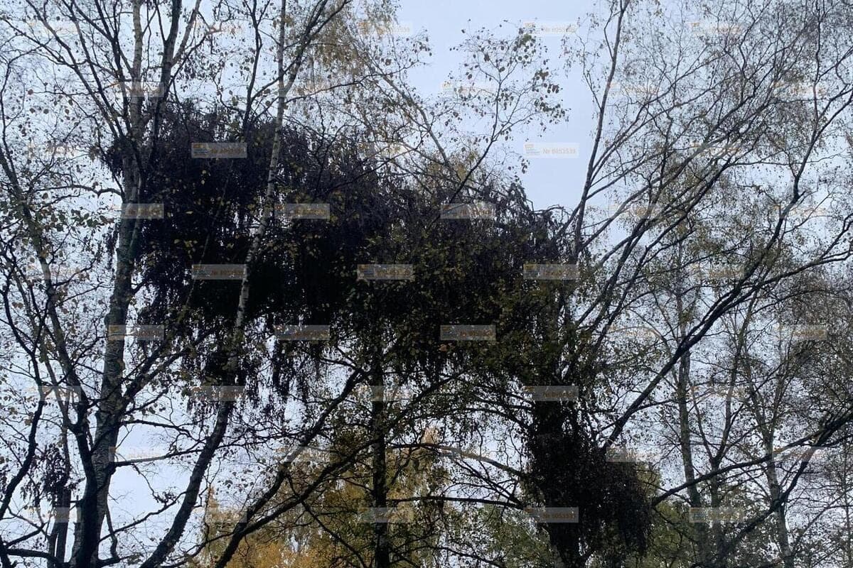 In Pavlovsk, an emergency birch hangs over a stop on Anna Zelenova Street