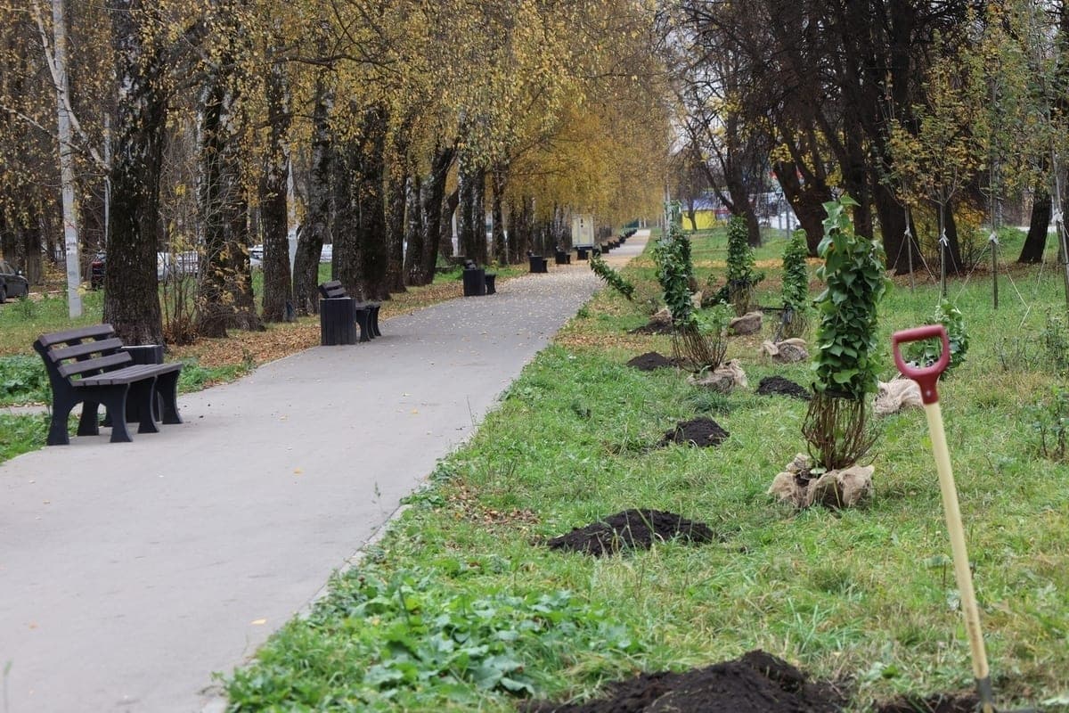 В Новомосковске кустами сирени расширили аллею, заложенную год назад