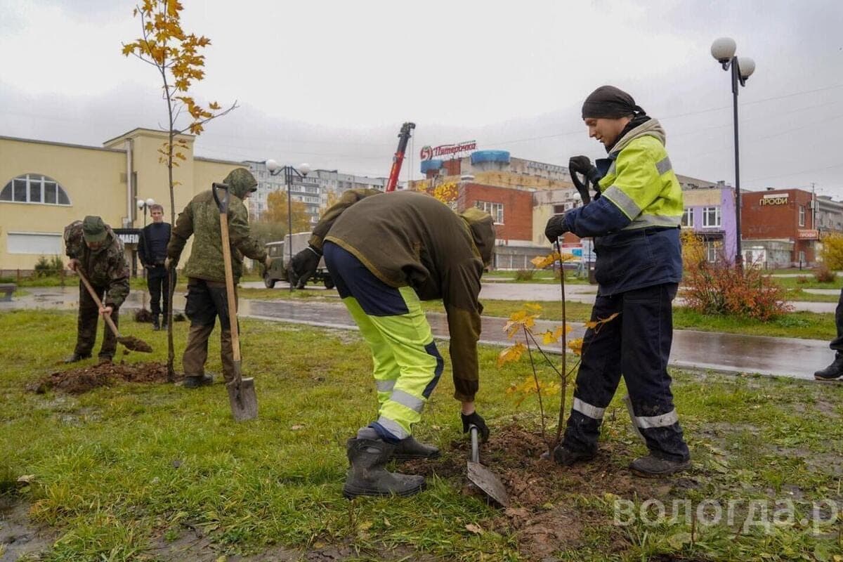 Les érables du remblai de Prechistenskaya ont été transplantés sur la place Fedulov à Vologda