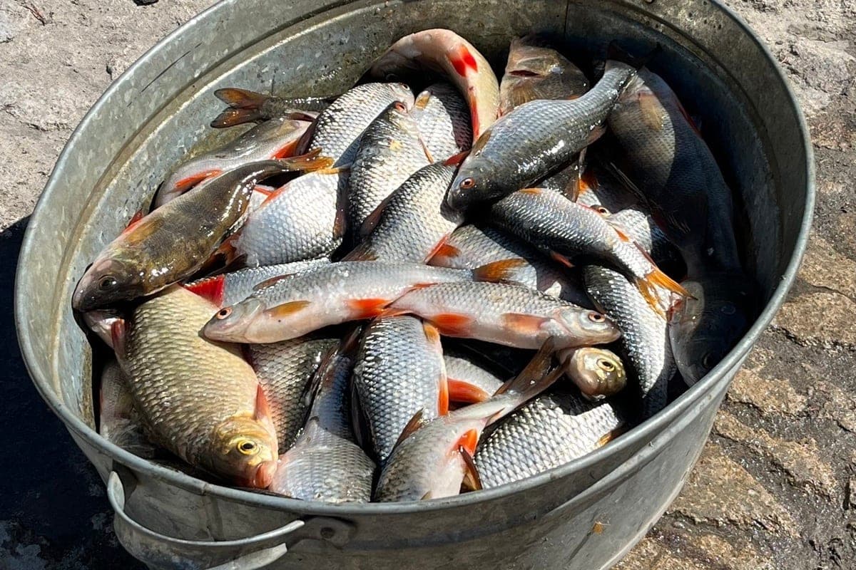 Two residents of the Orel region caught poaching with an electric rod