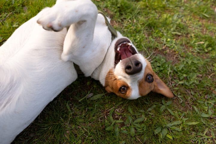 The number of attacks of pets on people decreased in the Kirov region