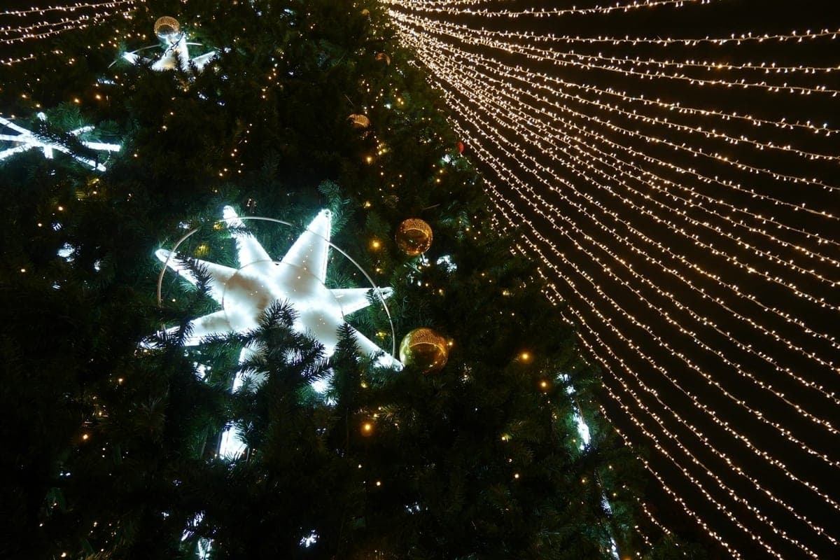 Children from Starobelsk will deliver a New Year's tree from Veliky Ustyug