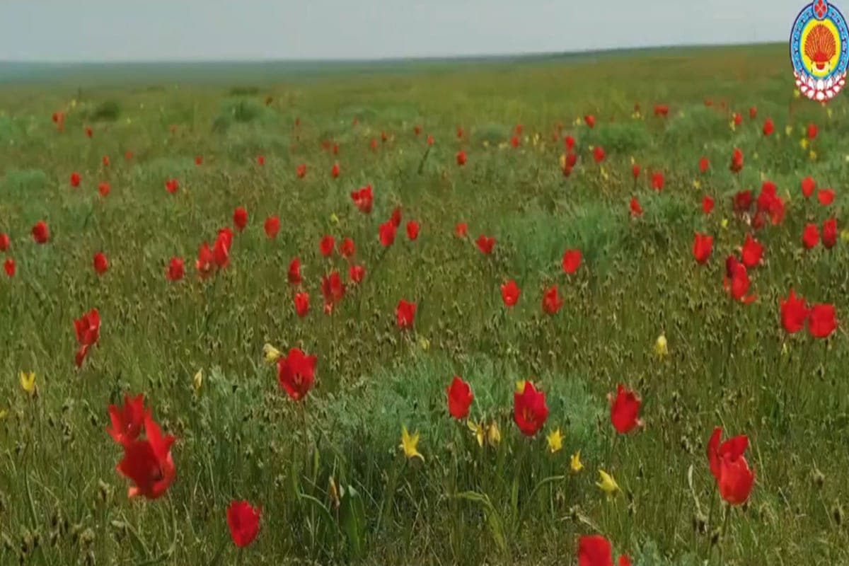 Tulip Festival in Kalmykia is among the best practices of Russia