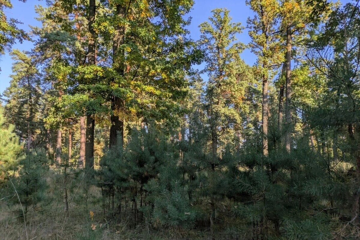 Voronezh authorities called fake messages about the ban on trips to the forest
