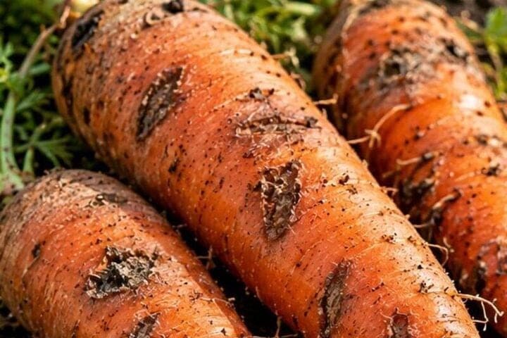 Dark sores on carrots will help distinguish from wet rot
