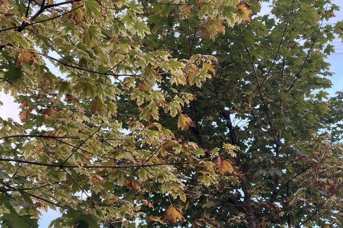 Petersburgers comfortably harvest autumn leaves on October 15