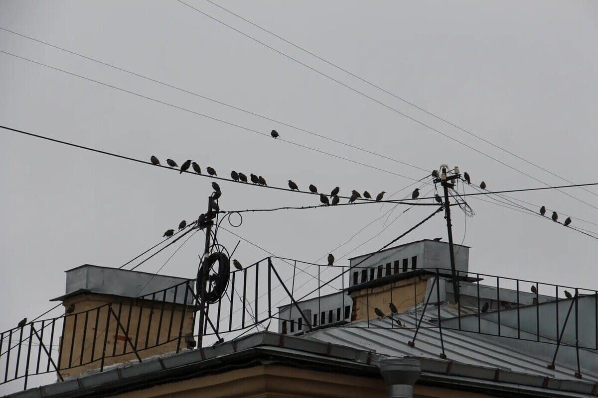 In Murmansk during the day lights to check damaged networks