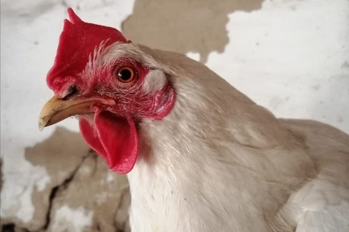 Pseudoplague of birds broke out on the farmstead in Khakassia