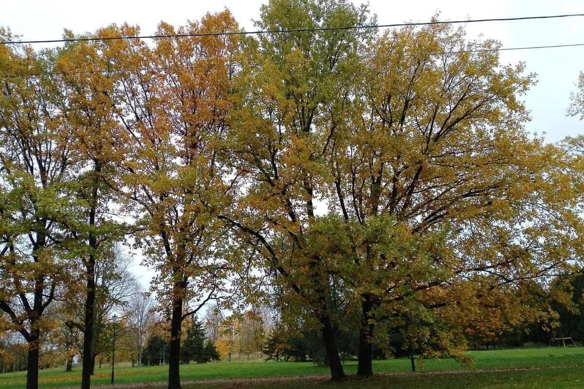 Morgens neblig und Tag auf +9 Grad: Wie das Wetter in der Region Leningrad am 19. Oktober sein wird