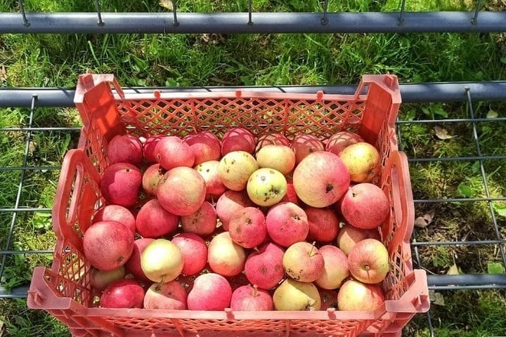 In the Kostroma region fell in price the most useful vegetables