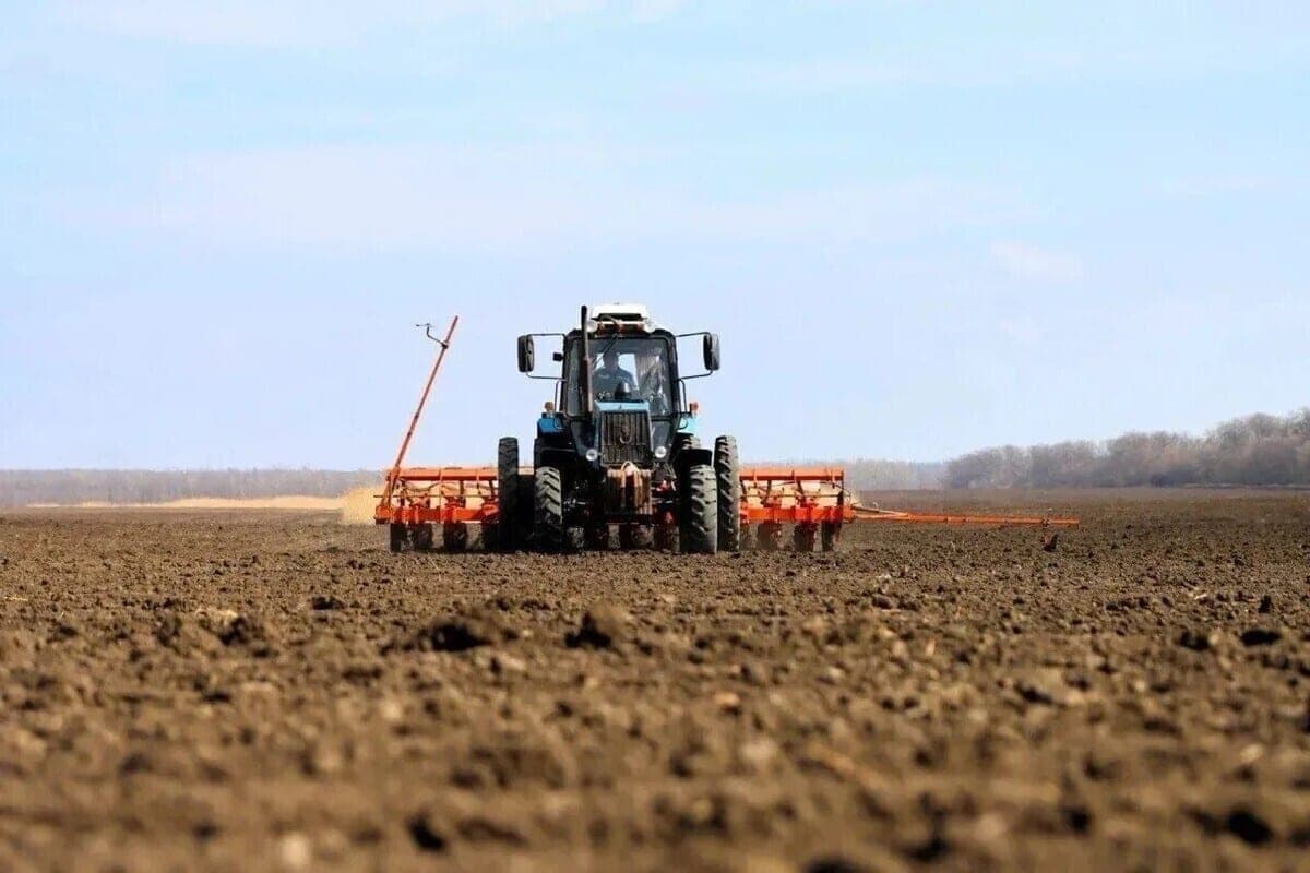 Производство сахара на Кубани выросло почти на 20%