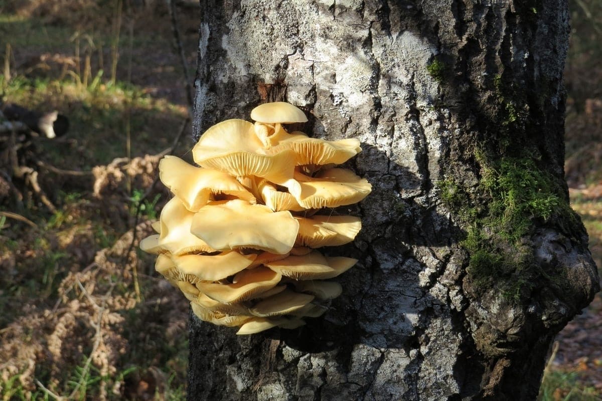 Frosts are not a hindrance: winter mushrooms have gone to Mari El