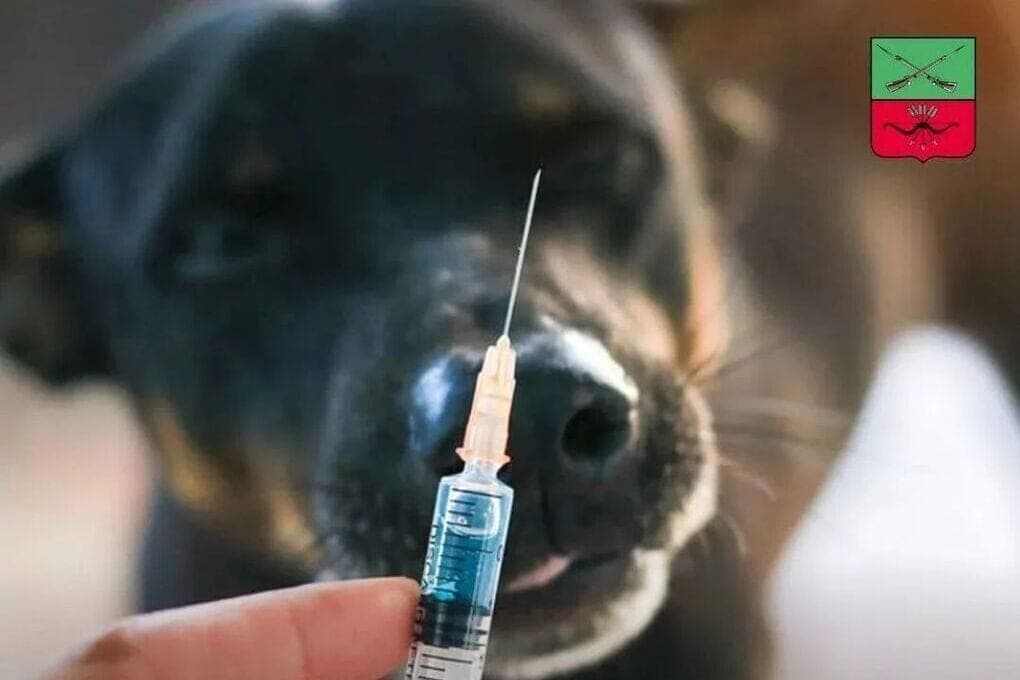 In the Zaporozhye region continues vaccination of animals against rabies