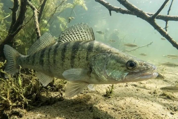 In the Inzhavin district, a fisherman was punished for concealing reporting
