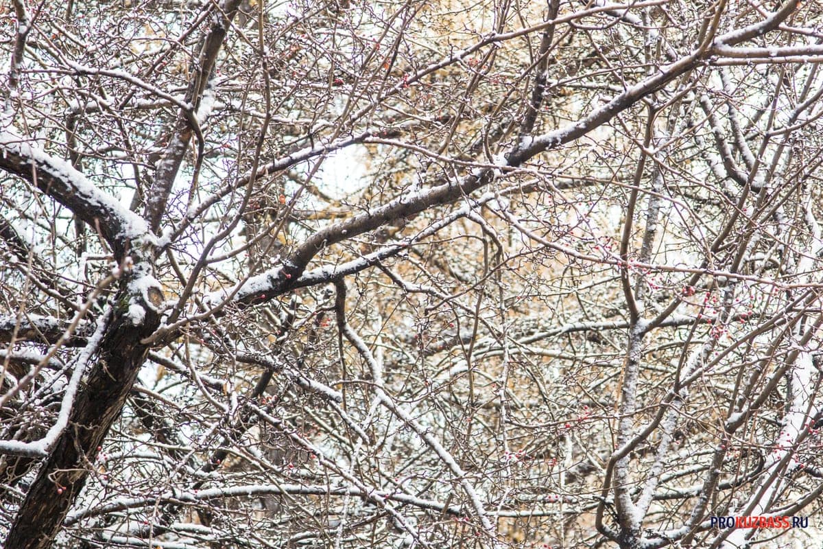 “Winter will be different”: weather forecasters gave a forecast for the season